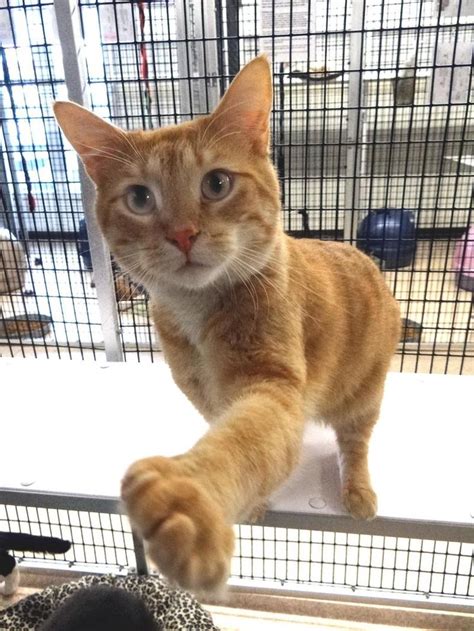 Declawed cats near me - Search for cats for adoption at shelters near St. Petersburg, FL. Find and adopt a pet on Petfinder today.